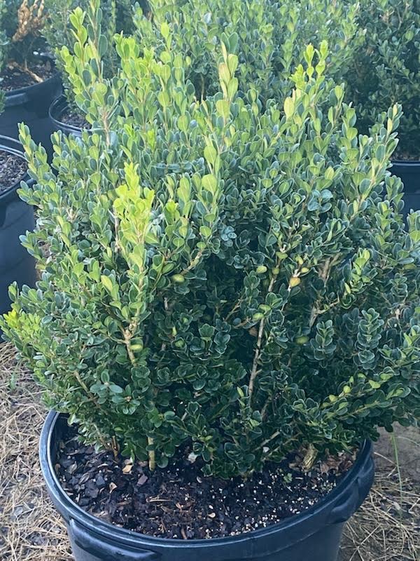 buxus-microphylla-wintergreen-littleleaf-boxwood