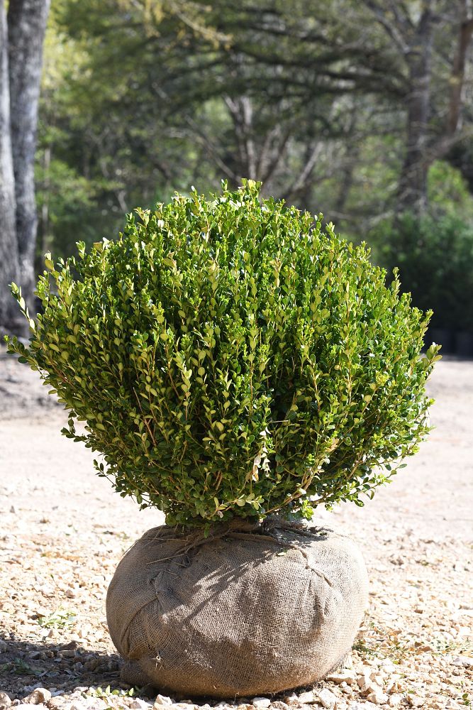 buxus-microphylla-wintergreen-littleleaf-boxwood
