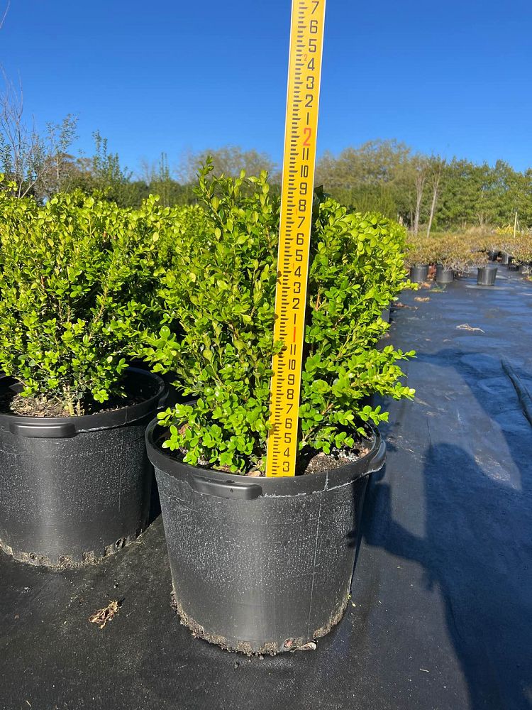 buxus-microphylla-wintergreen-littleleaf-boxwood