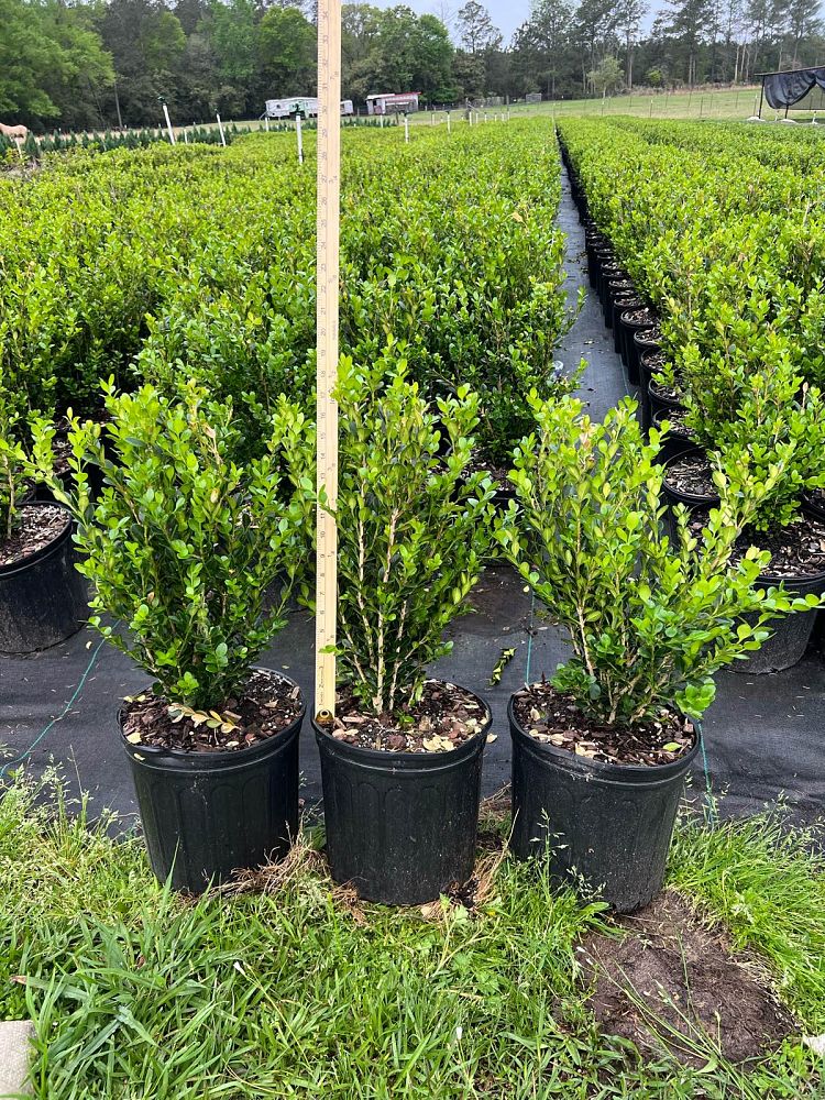 buxus-microphylla-wintergreen-littleleaf-boxwood