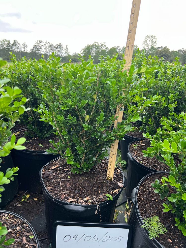 buxus-microphylla-wintergreen-littleleaf-boxwood