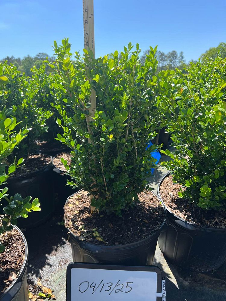 buxus-microphylla-wintergreen-littleleaf-boxwood