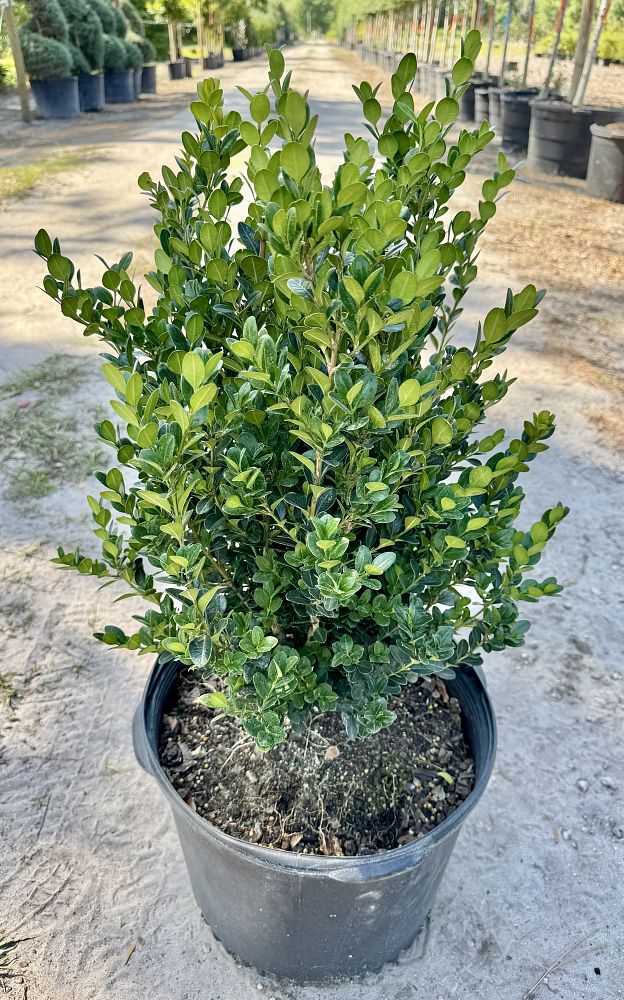 buxus-microphylla-wintergreen-littleleaf-boxwood