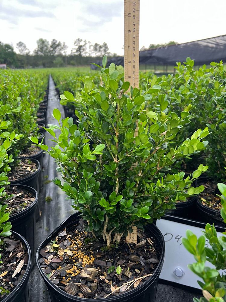 buxus-microphylla-wintergreen-littleleaf-boxwood