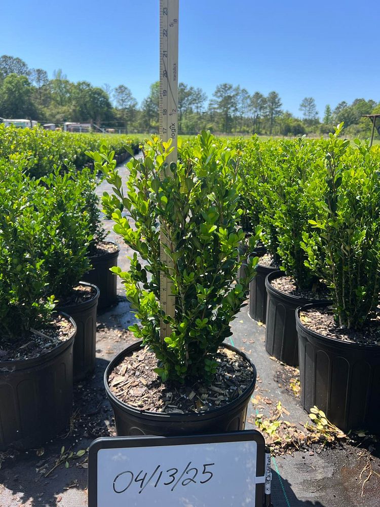 buxus-microphylla-wintergreen-littleleaf-boxwood