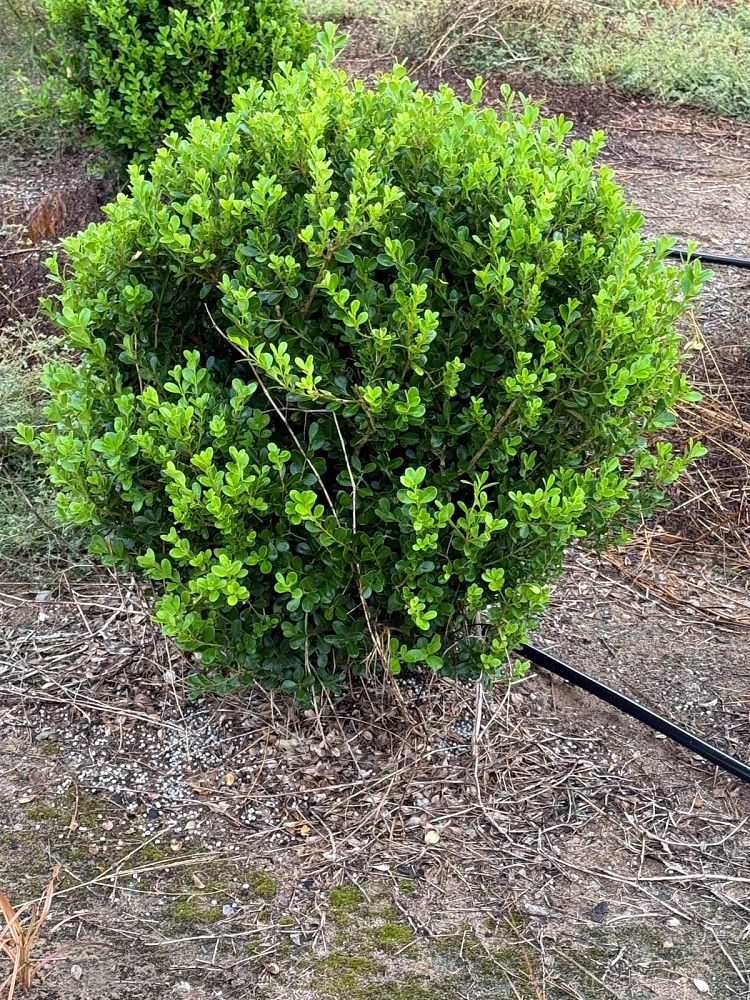 buxus-microphylla-wintergreen-littleleaf-boxwood