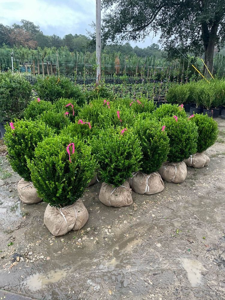 buxus-microphylla-wintergreen-littleleaf-boxwood