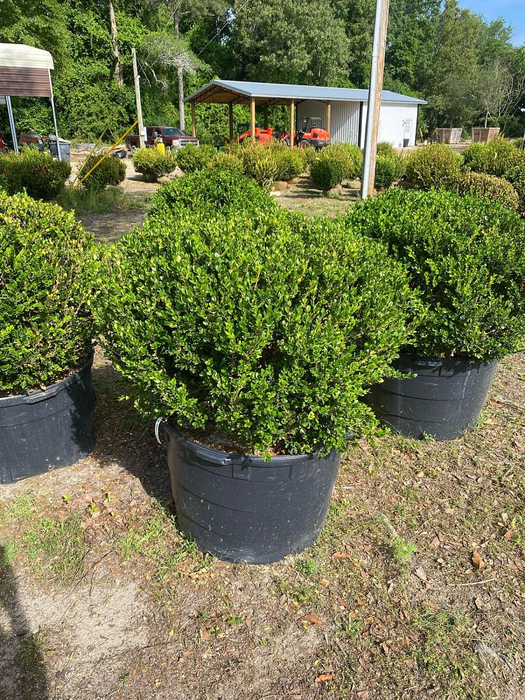 buxus-microphylla-wintergreen-littleleaf-boxwood