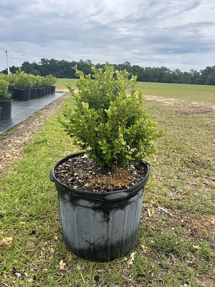 buxus-microphylla-wintergreen-littleleaf-boxwood