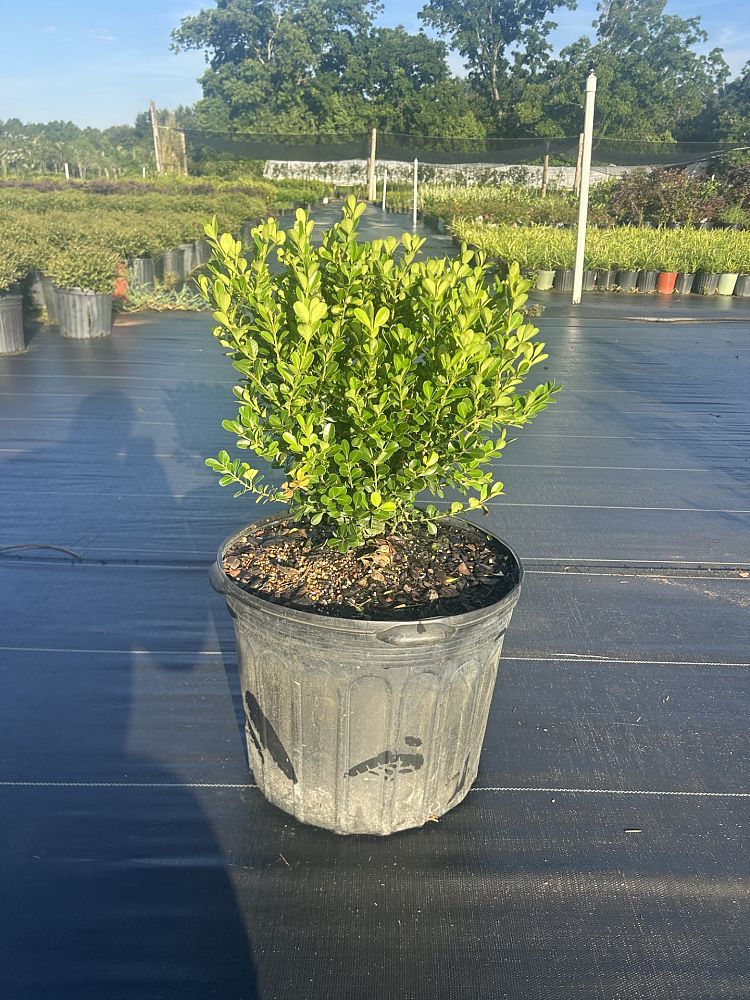 buxus-microphylla-wintergreen-littleleaf-boxwood