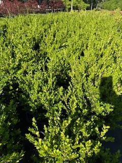 buxus-microphylla-wintergreen-littleleaf-boxwood