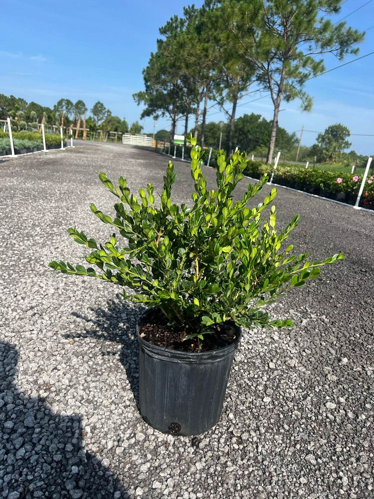 buxus-microphylla-wintergreen-littleleaf-boxwood