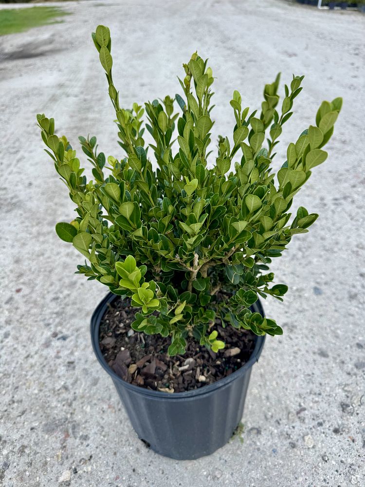 buxus-microphylla-wintergreen-littleleaf-boxwood