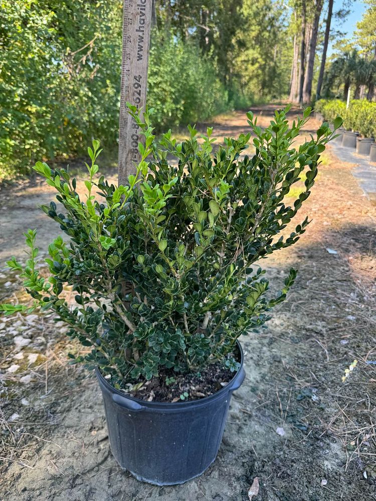 buxus-microphylla-wintergreen-littleleaf-boxwood