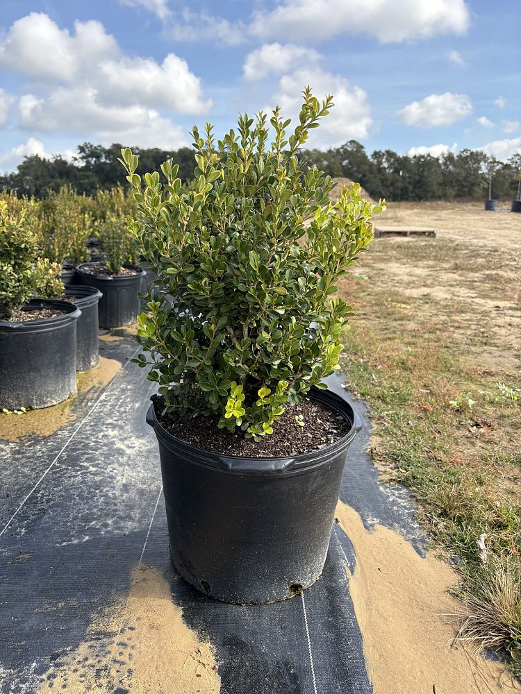 buxus-microphylla-wintergreen-littleleaf-boxwood