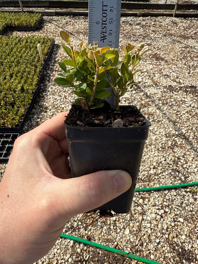 buxus-microphylla-wintergreen-littleleaf-boxwood