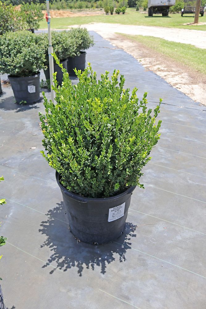 buxus-microphylla-wintergreen-topiary-sphere-globe-littleleaf-boxwood