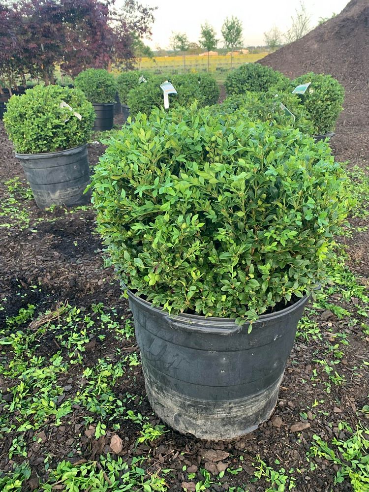 buxus-microphylla-wintergreen-topiary-sphere-globe-littleleaf-boxwood