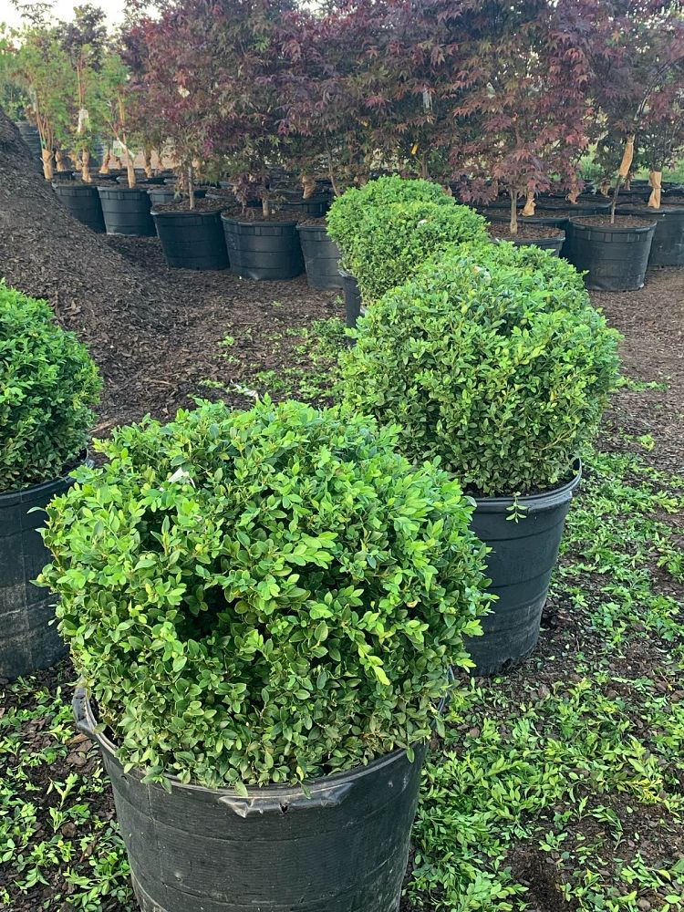 buxus-microphylla-wintergreen-topiary-sphere-globe-littleleaf-boxwood