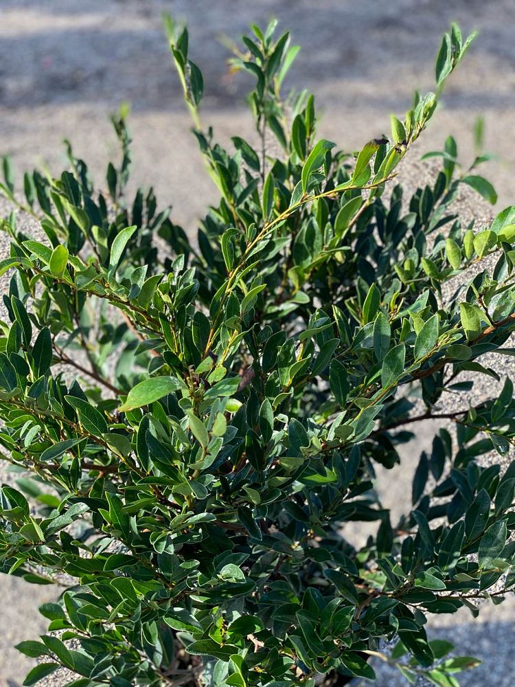 buxus-sempervirens-angustifolia-american-boxwood-common-boxwood