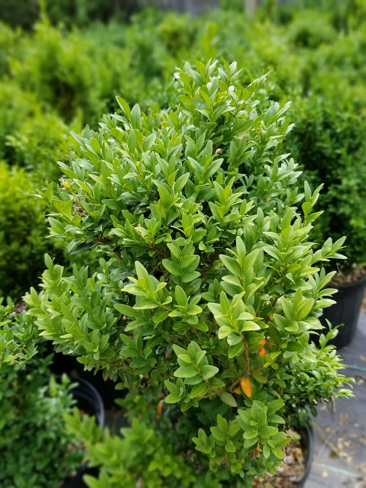 buxus-sempervirens-angustifolia-american-boxwood-common-boxwood