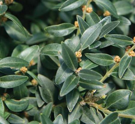 buxus-sempervirens-arctic-emerald-arctic-emerald-boxwood