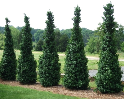 buxus-sempervirens-dee-runk-common-boxwood-american-boxwood