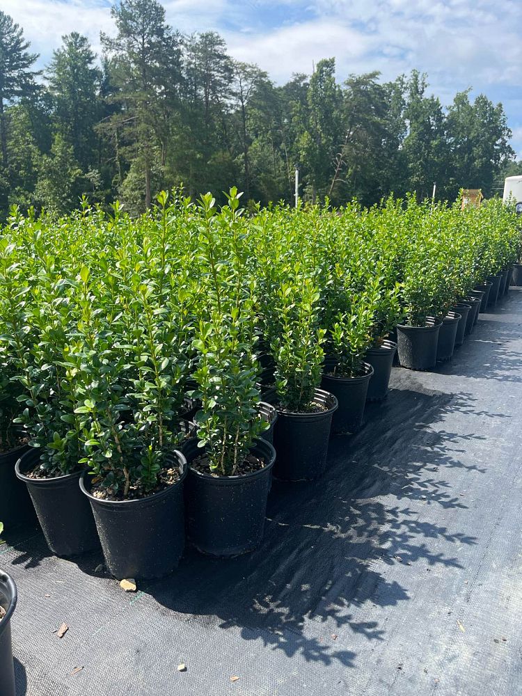 buxus-sempervirens-dee-runk-common-boxwood-american-boxwood