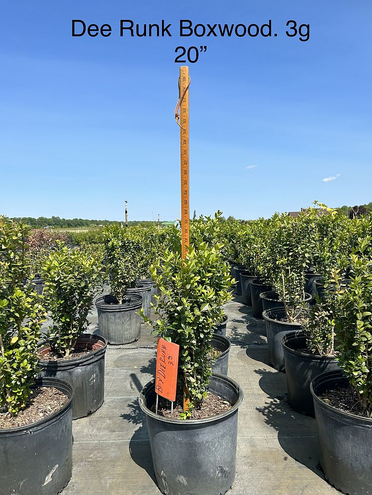 buxus-sempervirens-dee-runk-common-boxwood-american-boxwood
