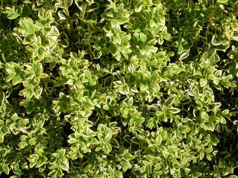 buxus-sempervirens-elegantissima-common-boxwood-american-boxwood