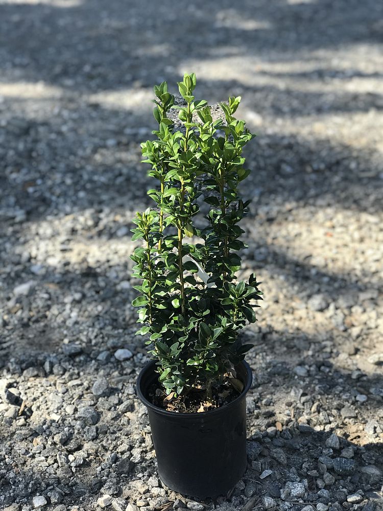 buxus-sempervirens-fastigiata-common-boxwood-american-boxwood