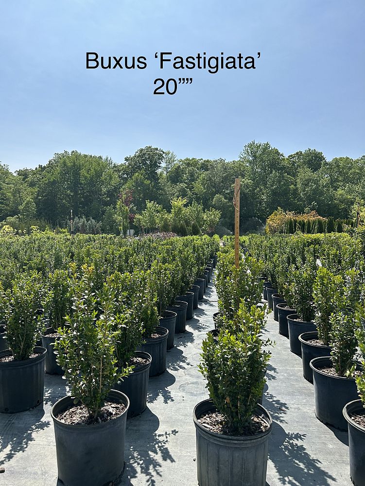 buxus-sempervirens-fastigiata-common-boxwood-american-boxwood