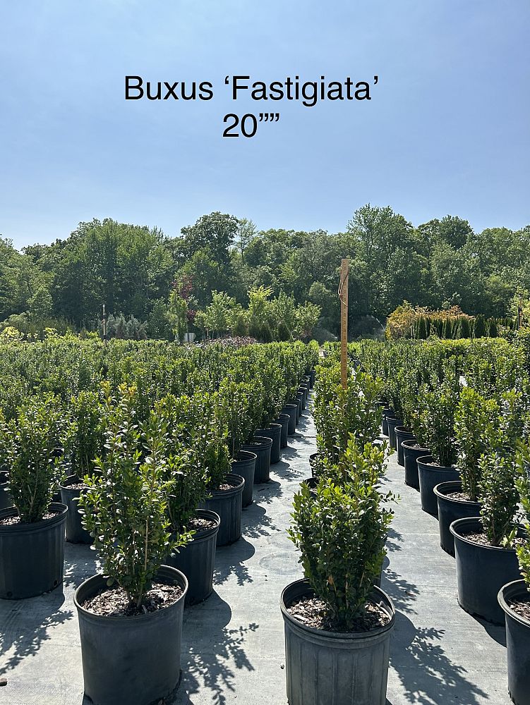 buxus-sempervirens-fastigiata-common-boxwood-american-boxwood