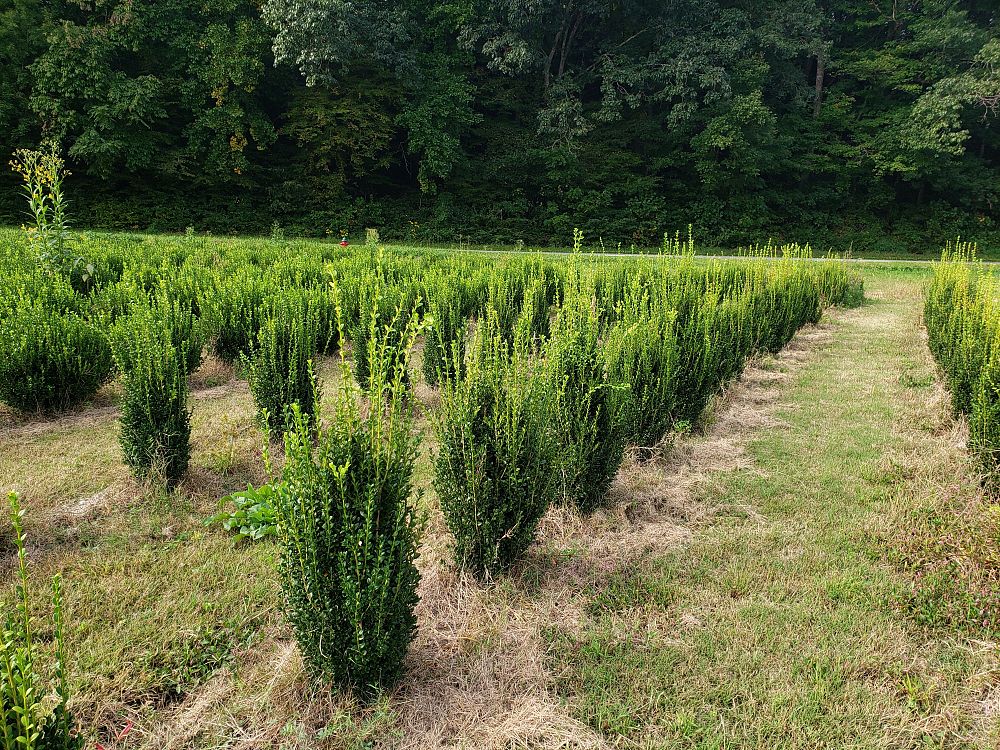 buxus-sempervirens-fastigiata-common-boxwood-american-boxwood