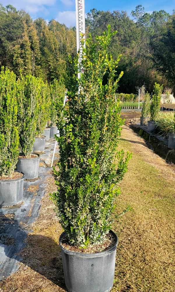 buxus-sempervirens-highlander-highlander-boxwood