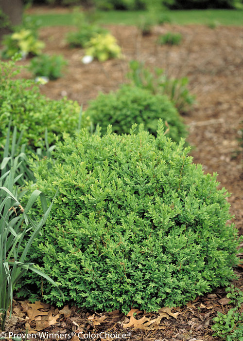 buxus-sempervirens-katerberg-north-star-reg-boxwood