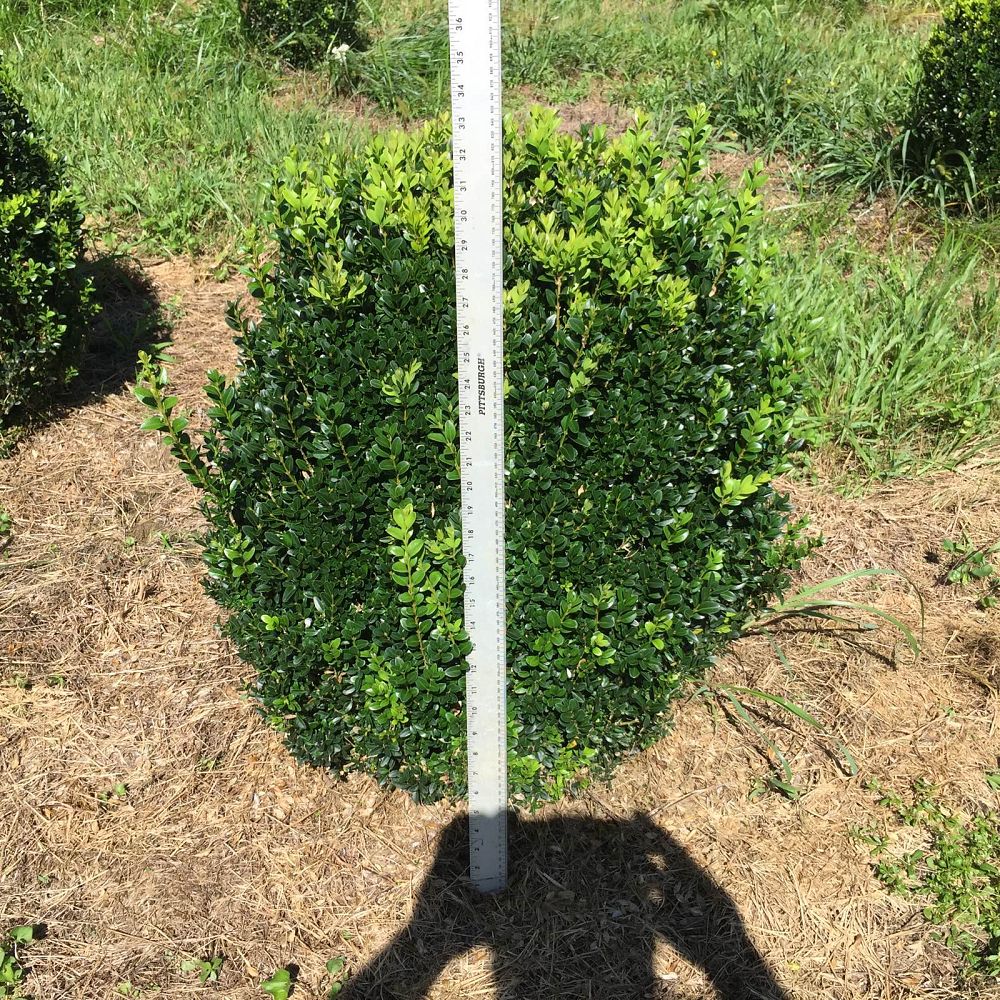 buxus-sempervirens-saunders-dwarf-trade-boxwood