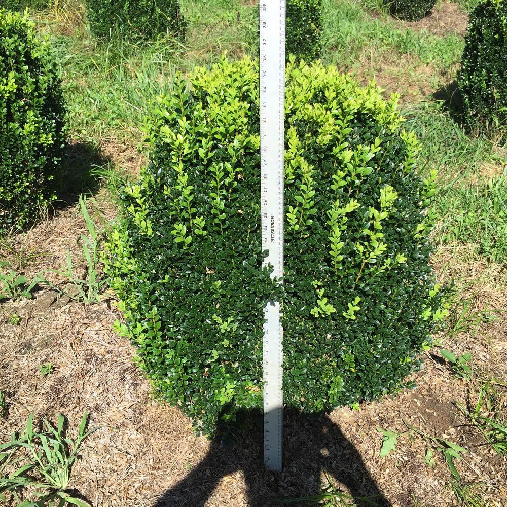 buxus-sempervirens-saunders-dwarf-trade-boxwood