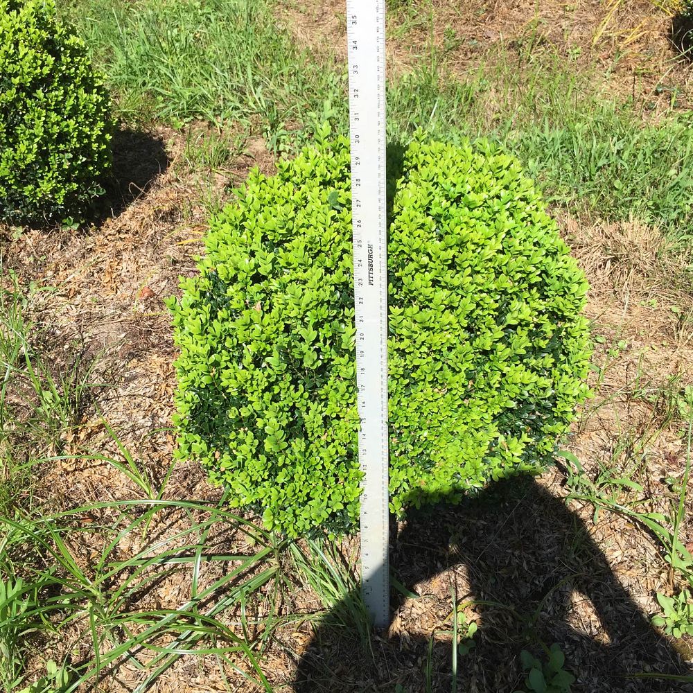 buxus-sempervirens-saunders-dwarf-trade-boxwood