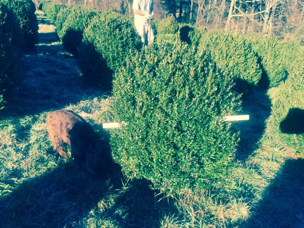 buxus-sempervirens-saunders-dwarf-trade-boxwood