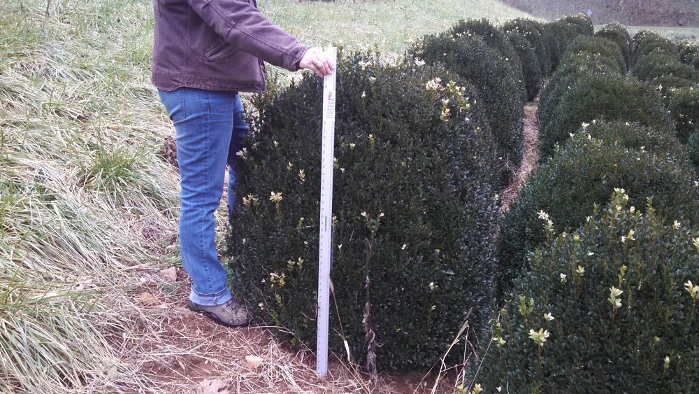 buxus-sempervirens-saunders-dwarf-trade-boxwood