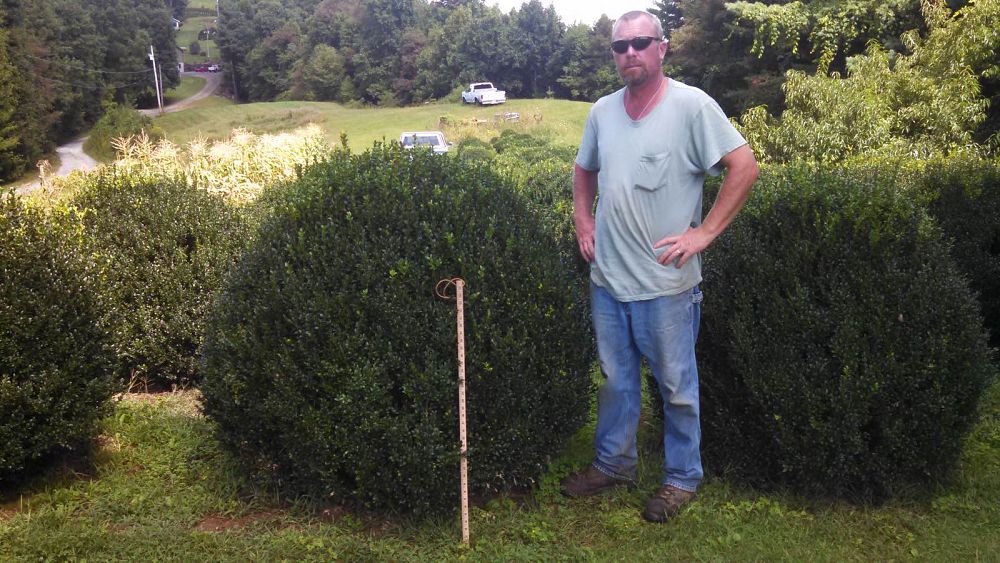 buxus-sempervirens-saunders-dwarf-trade-boxwood