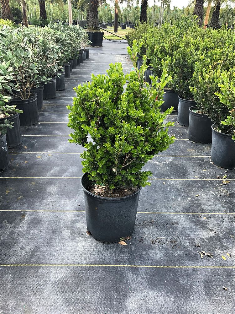 buxus-sempervirens-saunders-dwarf-trade-boxwood