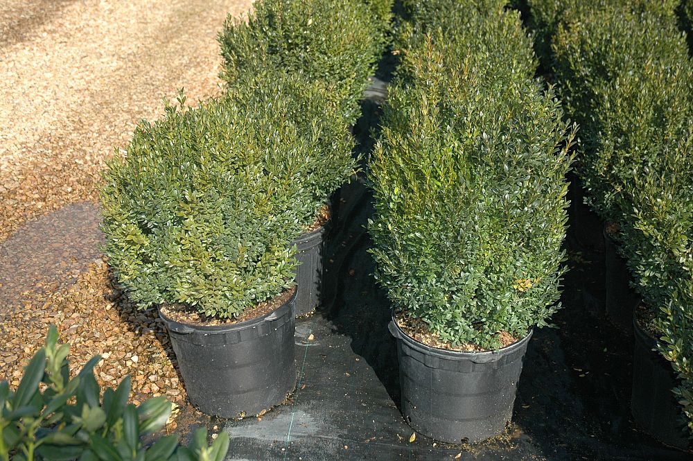 buxus-sempervirens-saunders-dwarf-trade-boxwood