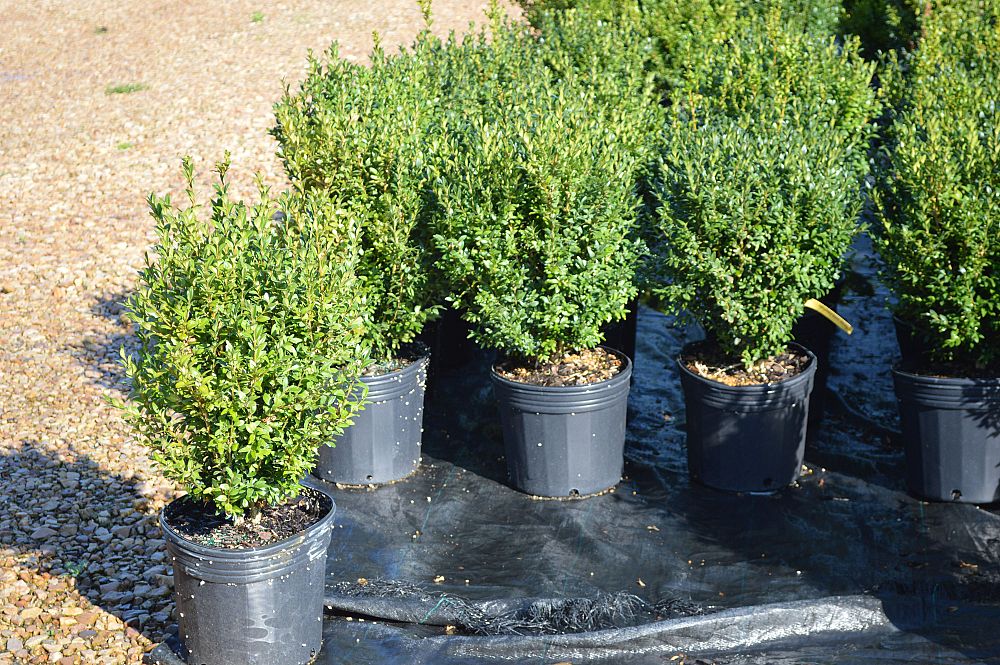 buxus-sempervirens-saunders-dwarf-trade-boxwood
