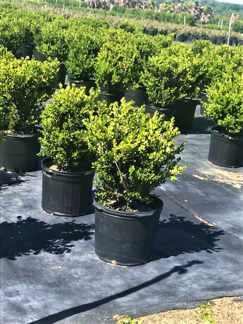 buxus-sempervirens-saunders-dwarf-trade-boxwood