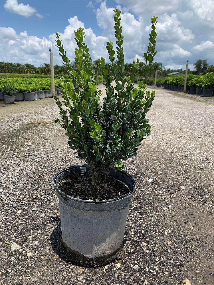 buxus-sempervirens-saunders-dwarf-trade-boxwood