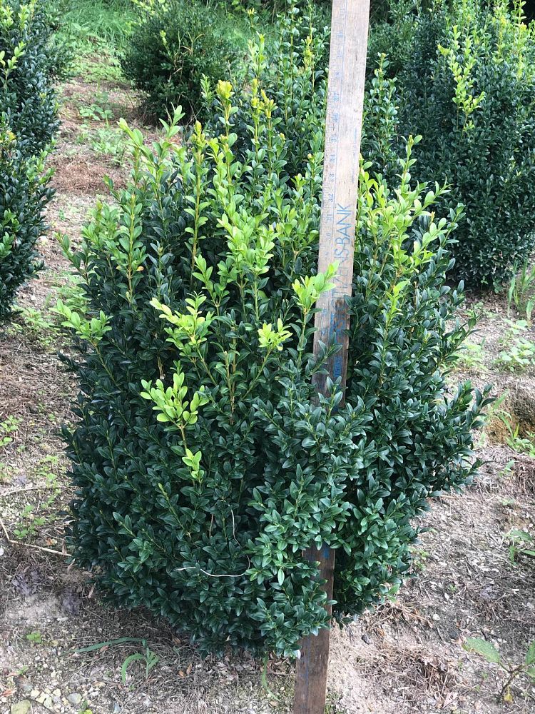 buxus-sempervirens-saunders-dwarf-trade-boxwood