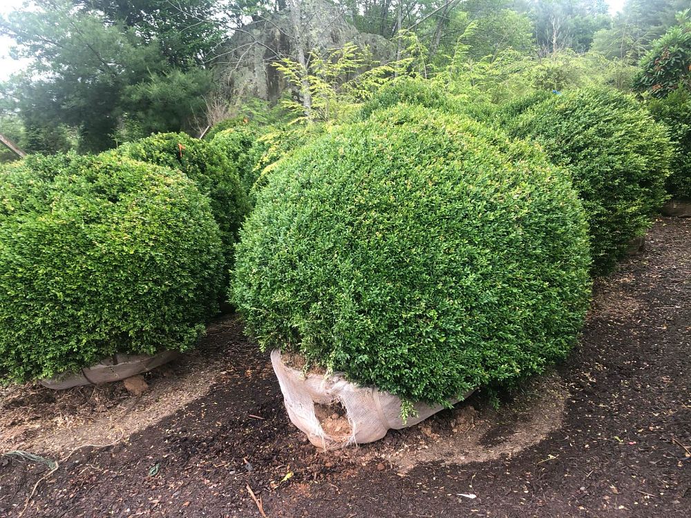 buxus-sempervirens-saunders-dwarf-trade-boxwood