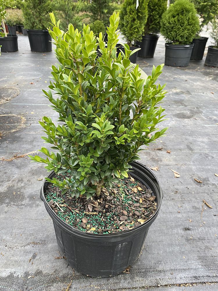 buxus-sempervirens-saunders-dwarf-trade-boxwood